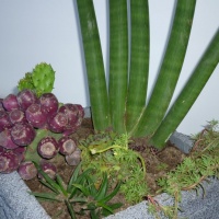 Sansevieria Mikado