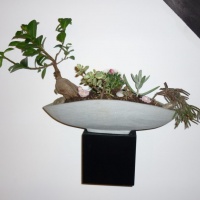 Ficus Ginseng Bonsaï