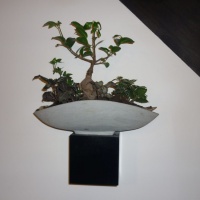 Ficus Ginseng Bonsaï