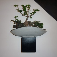 Ficus Ginseng Bonsaï